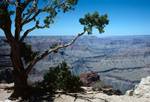 West Rim, AM, Skeleton Tree, Arizona, Grand Canyon, U.S.A.