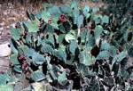 Cactus, Arizona, Grand Canyon, U.S.A.