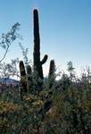 Sagnoro Cactus, Arizona, U.S.A.