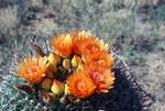 Golden cactus, Close Up, Arizona, USA