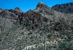 Sagnoro Cacti, Desert, Hill, Arizona - Tucson, U.S.A.