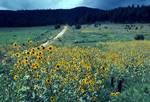 Sunflowers, Pines, Sacramento Mountains, U.S.A.