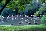 Bronx Zoo - Flamingoes, New York, U.S.A.