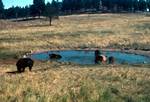 5 Bears in Pool, Bear Safari Park, U.S.A.