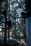 2 Bears in Tree, Bear Safari Park, U.S.A.