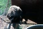 Raccoon, Bear Safari Park, U.S.A.
