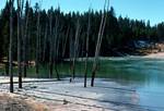 Dead Trees, Green Water, Yellowstone National Park, U.S.A.