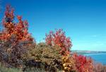 Bear Lake, Autumn Trees, Utah, U.S.A.