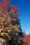 Bear Lake, Autumn Trees, Utah, U.S.A.