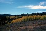 Golden Trees, Cache National Forest, Utah, U.S.A.