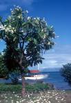 Frangipani Tree, Papeete, Tahiti