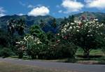 Road, Frangipani Trees, Taiohae, Nuku Hiva, Marquesas Islands