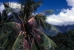 Coconut Palm, Atuona, Hiva Oa, Marquesas Islands