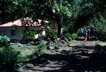 House, Road, Group, Paimau Valley, Hiva Oa, Marquesas Islands