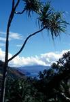 Bay, Pandonus Palm, Tahuata, Marquesas Islands