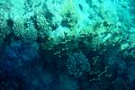 Coral, Bora Bora, Polynesia