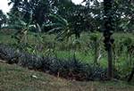 Plantation - Vanilla, Paw Paws, Pineapple, Bananas, Tonga