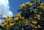 Yellow Flowering Tree, Tonga