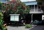 Shopping Courtyard & Pink Oleanders, Suva, Fiji