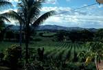 Sugar Cane Country, Nadi, Fiji