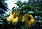 Yellow Flower, Suva, Fiji