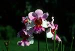 Thurston Gardens - Purple Orchid, Suva, Fiji