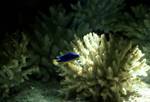 Aquarium, Coral & Blue & Yellow Fish, Suva, Fiji