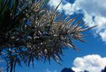 Flower of Panadanis Palm, Milford, New Zealand