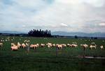 Grazing Sheep, Five Rivers, New Zealand