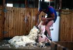Sheep Being Sheared, Five Rivers, New Zealand