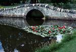 Park, Bridge & Water Lilies, Queenstown, New Zealand