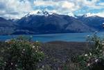Wild Roses in Foreground, Lake Wanaka, New Zealand