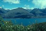 Lake Wanaka - with Roses in Foreground, South Island, New Zealand