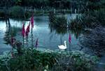 Lochan, Swan & Foxgloves, Deer Park, New Zealand