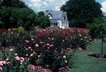 Broadgreen Rose Garden, Nelson, New Zealand