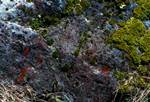 Rock, Lichen & Moss, Tangariro, New Zealand