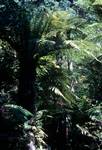 Rainbow Springs - Tree Ferns, Rotorua, New Zealand