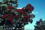 Paihia - Red Rata Tree, North Island, New Zealand