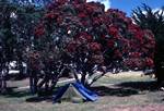 Blue Tent & 'Rata' Tree, Pukenui, New Zealand