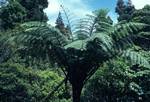 Waipoui Forest - Tree Ferns, North Island, New Zealand
