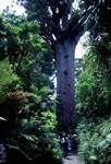 Kauri Tree, Waipoui Forest, New Zealand