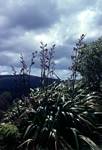 Wild Flax, Waipoui Forest, New Zealand