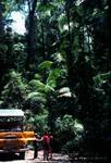 Rain Forest with 'Bus', Queensland, Fraser Island, Australia