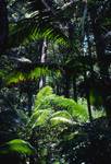 Rain Forest, Piccabean Palm, Queensland, Fraser Island, Australia