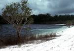 McKenzie Lake, Tree, Queensland, Fraser Island, Australia