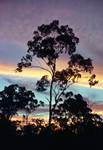 In the Bush - Sunset & Trees, , Australia