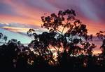Sunset & Trees, Queensland, In The Bush, Australia