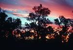 In the Bush - Sunset & Trees, , Australia