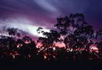 Sunset & Trees, Queensland, In The Bush, Australia