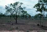 Bush - Emus, Queensland, Belyando River, Australia